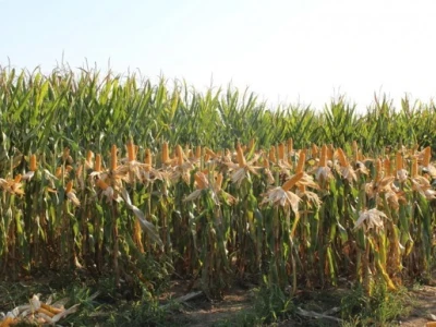 Dekalb na FarmShow 2015