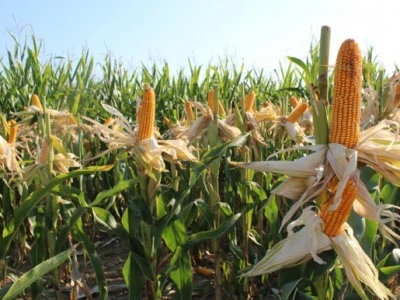 Dekalb na FarmShow 2015