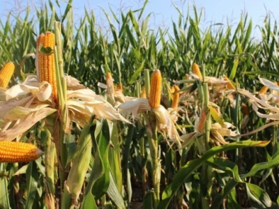 Dekalb na FarmShow 2015