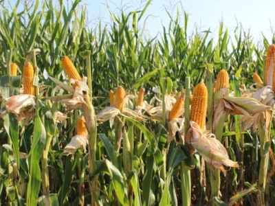 Dekalb na FarmShow 2015