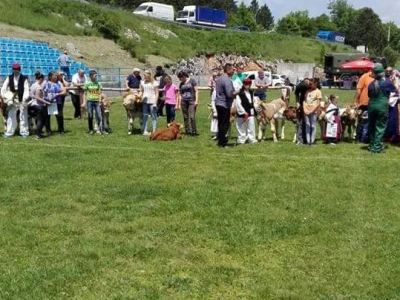 Treća smotra konja