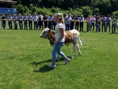 Treća smotra konja