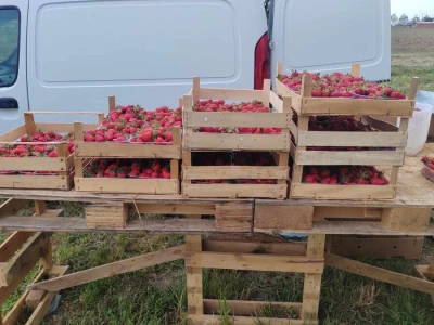 Uzgoj jagoda kod obitelji Dubravac u Osijeku
