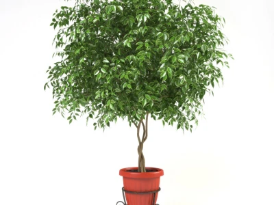Fikus benjamina