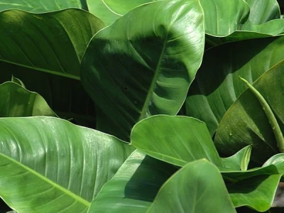 Filodendron