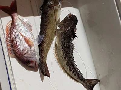 FISHING TRIBUNJ - Ribolovni turizam povećava prihode, a smanjuje ribolovni napor