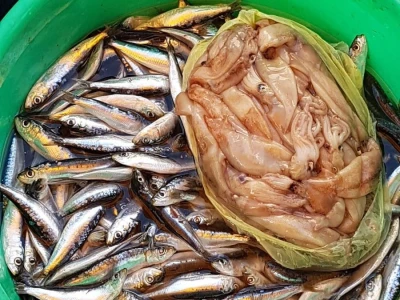 FISHING TRIBUNJ - Ribolovni turizam povećava prihode, a smanjuje ribolovni napor