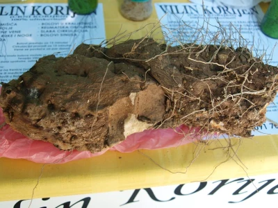 53. međunarodna vrtna izložba „Florart“