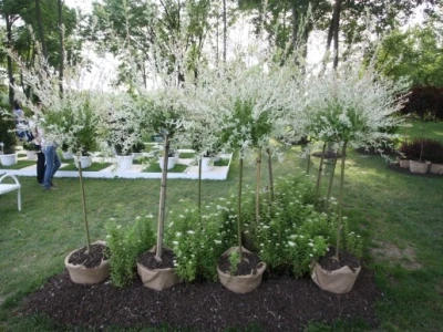 FloraArt 2012