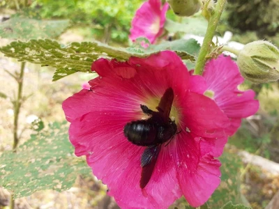 Floraart