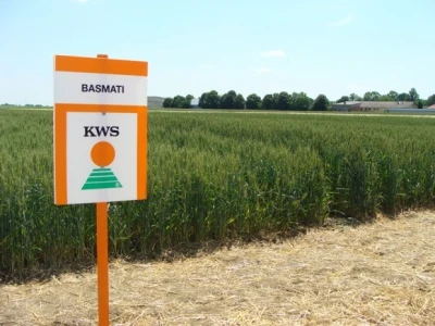 KWS Basmati - nova sorta pšenice