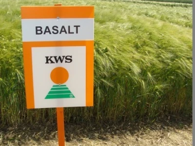 Basalt - nova sorta ječma