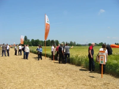 KWS Centralni dan polja pšenice, ječma, raži i uljane repice
