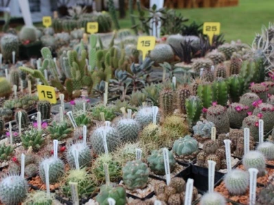Floraart 2015.