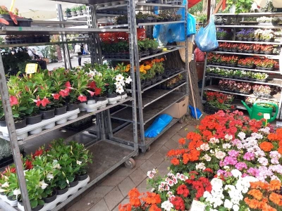 Floraart - Međunarodna izložba  cvijeća