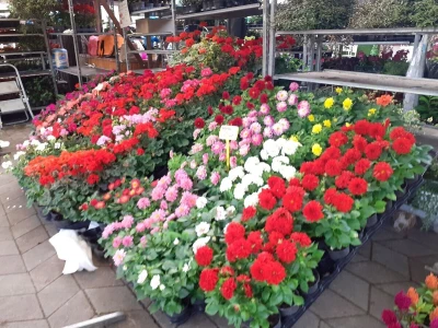 Floraart - Međunarodna izložba  cvijeća