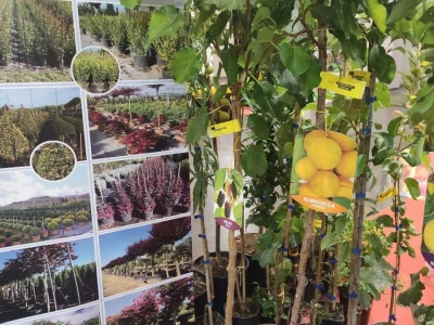 Flormart