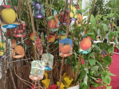 Flormart