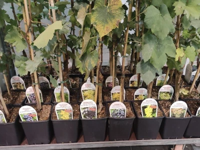 Flormart
