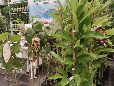 Flormart