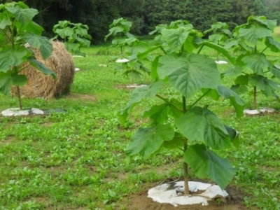 Folija protiv korova