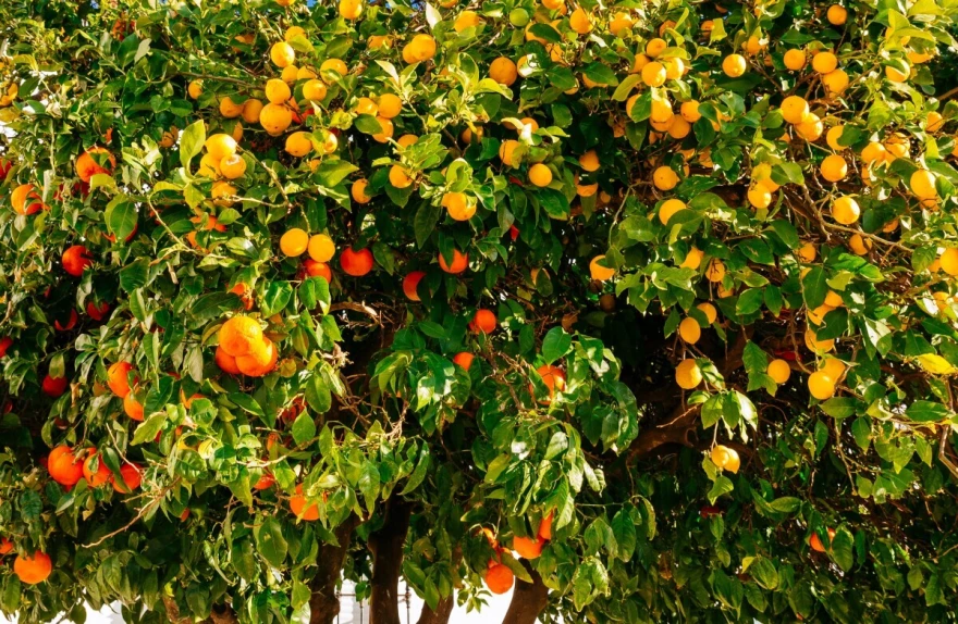 TomTato krumpir i rajčica