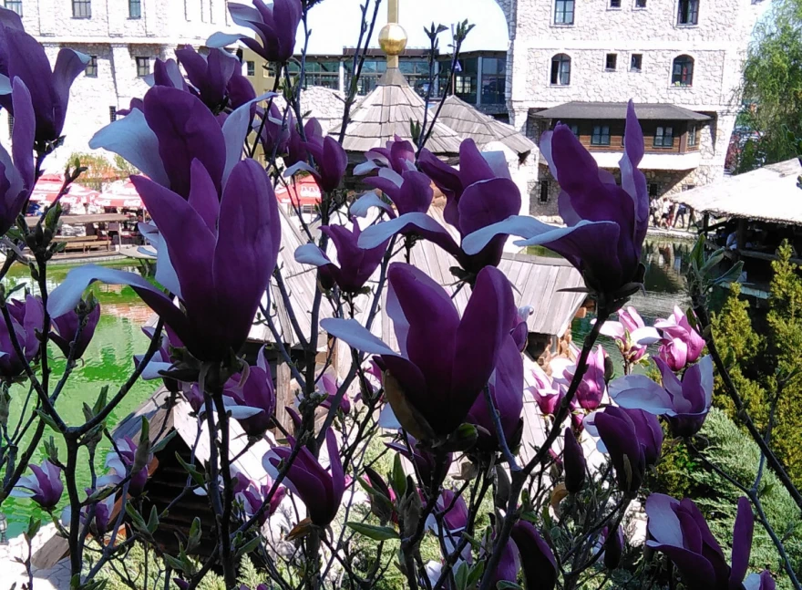 Visoka magnolija