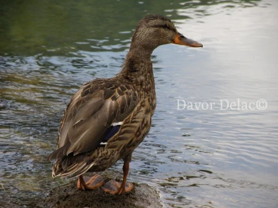 Fotograf Davor Delač
