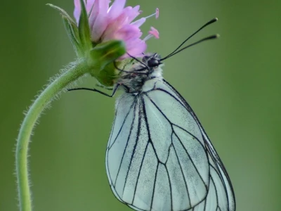 Fotograf Davor Delač