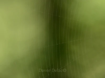 Fotograf Davor Delač