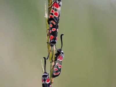 Fotograf Davor Delač