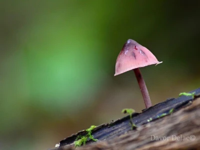 Fotograf Davor Delač