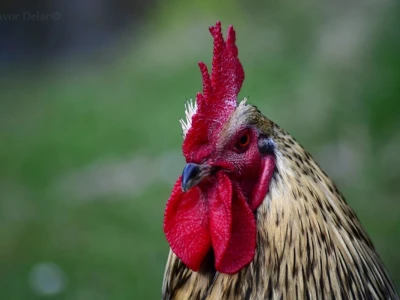 Fotograf Davor Delač