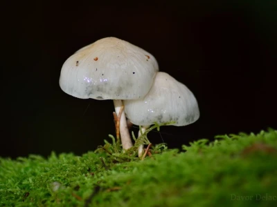 Fotograf Davor Delač