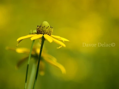 Fotograf Davor Delač