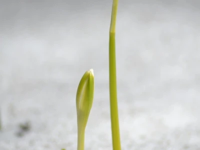 Fotograf Davor Delač