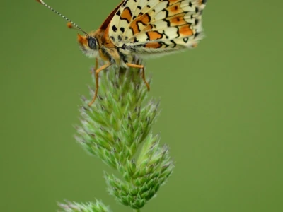 Fotograf Davor Delač
