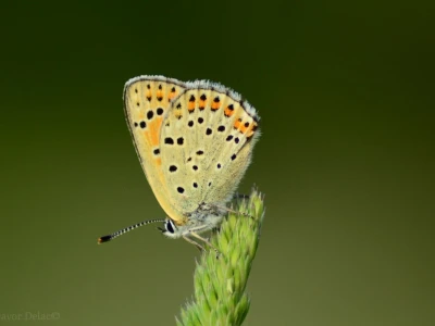 Fotograf Davor Delač