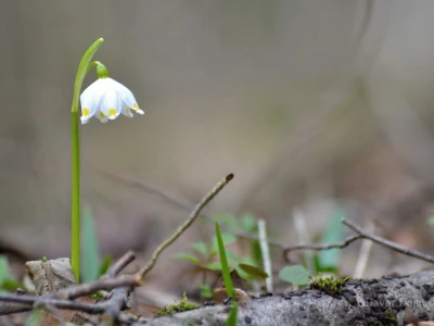 Fotograf Davor Delač