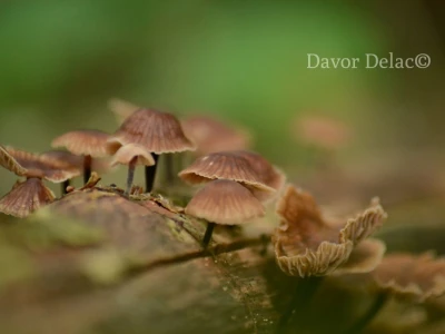 Fotograf Davor Delač