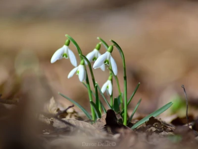 Fotograf Davor Delač