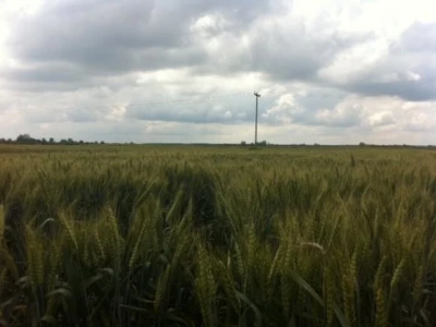 Dani polja Dow AgroSciences