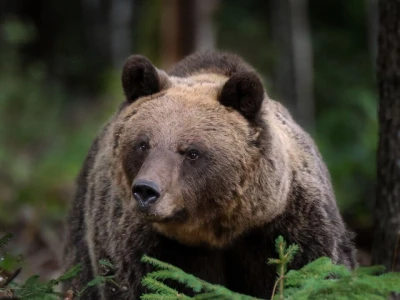 Fotolovac Romeo Mance: Smeđi medvjed i promatračnica divljih životinja u Gorskom kotaru