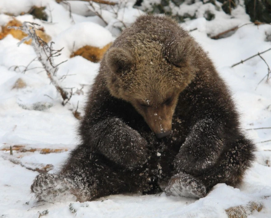 Uživaju u igri
