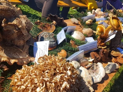 Gastro turizam u Gorskom kotaru