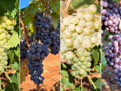 Gotovo nestale istarske sorte ponovno su u vinogradima i bocama