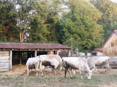Podolac kod Glavačevića