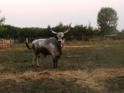 Podolac kod Glavačevića