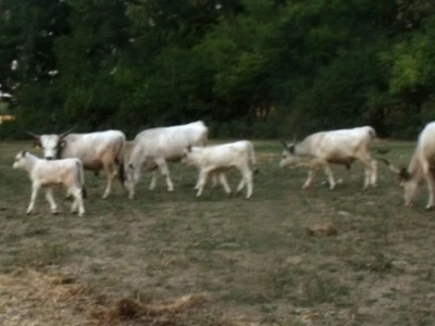 Podolac kod Glavačevića