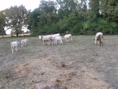 Podolac kod Glavačevića